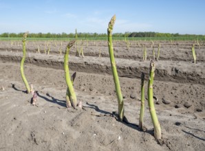 Green asparagus (Asparagus) growing in an asparagus field, Lower Saxony, Germany, Europe