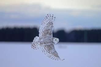 Female snowy owl (Nyctea scandiaca) (syn. Bubo scandiaca) in flight, wings spread, Quebec, Canada,