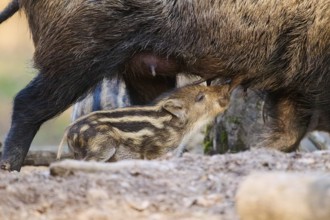 Wild boar (Sus scrofa) squeaker sucking on the tits of its mother in a forest, Bavaria, Germany