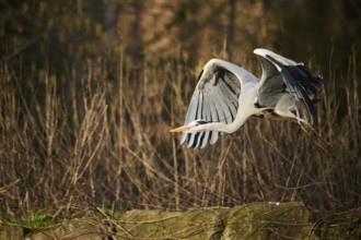 Grey heron (Ardea cinerea) starts flying, Bavaria, Germany, Europe