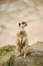 Meerkat (Suricata suricatta) standing on its hind feet, Bavaria, Germany Europe