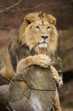 Asiatic lion (Panthera leo persica), male, lying, captive, Germany, Europe