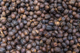 Coffee beans, Coffee farm Hacienda Venecia, Zona Cafetera, Colombia, South America