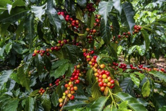 Coffee bushes and beans, Coffee farm Hacienda Venecia, Zona Cafetera, Colombia, South America