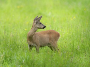 European roe deer (Capreolus capreolus), doe, standing in a meadow and looking attentively,