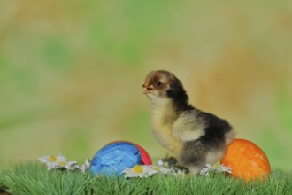 Domestic chicken (Gallus gallus domesticus), chicken chicks with colourful Easter eggs, North