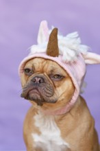 Red French Bulldog dog wearing funny knitted pink unicorn hat costume in front of purple background