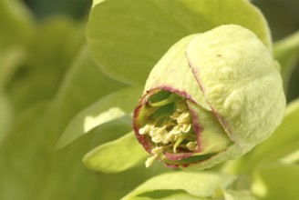 Stinking hellebore (Helleborus foetidus), formerly often used as a medicinal plant