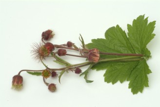 Water avens (Geum rivale), medicinal plant, medicinal use