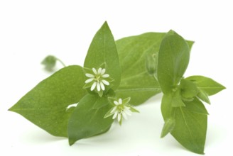 Greater stitchwort (Stellaria holostea), Rabelera holostea, also Common Chickweed, medicinal plant