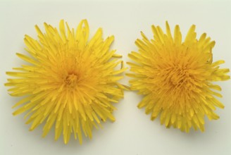 Common dandelion (Taraxacum) Ruderalia, Taraxacum officinale, medicinal plant, the most important