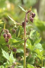 Water avens (Geum rivale), medicinal plant, medicinal use