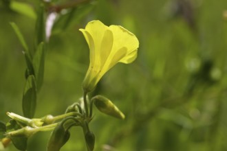 Yellow wood sorrel (Oxalis), macro, flower, lateral, half closed, Zingaro, National Park, Nature