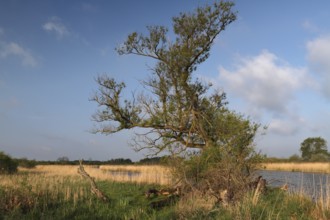 Willow trees on the banks of the Peene, dying willow tree, dead wood, Peene Valley River Landscape