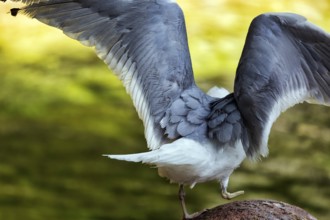 Seagull with spread wings, ready for take-off, close-up, view from behind, symbolic image