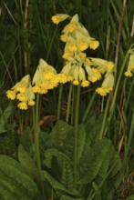 Common cowslip (Primula officinalis), cowslip, apothecary primrose, medicinal plant, plant with