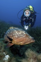 Diver looks up at swims right next to large dusky grouper (Epinephelus marginatus), Mediterranean