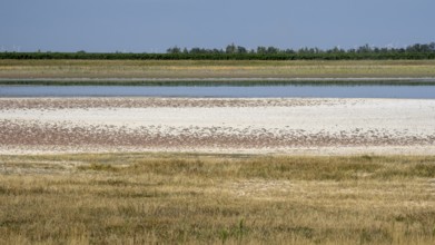 Heavily dried out new break varnish, Lake Neusiedl-Seewinkel National Park, Burgenland, Austria,