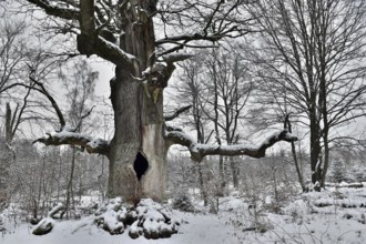 Old oak in winter, Sababurg primeval forest, Reinhardswald, Hesse, Germany, Europe