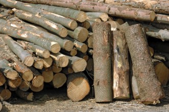 Firewood, logs, sawn into metre pieces