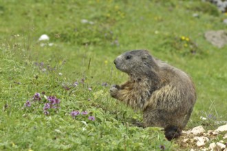 Alpine marmot (Marmota marmota), feeding on a mountain pasture, Großglockner, Austria, Europe