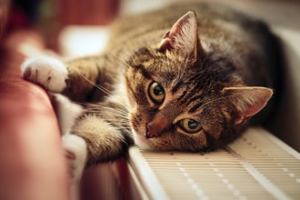 Brown tabby felidae (Felis silvestris catus), lying on heater and warming itself, eye contact,