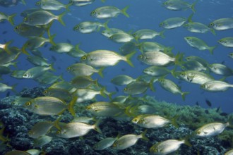 Shoal of salema porgy (Sarpa salpa), Eastern Atlantic, Canary Islands, Fuerteventura, Spain, Europe