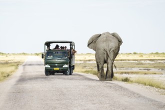 African elephant bull walking towards safari vehicle on a gravel road. Etosha National Park,