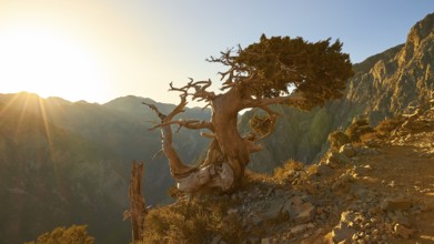 Bizarre gnarled tree, narrow hiking path, Gingilos, hiking on the Gingilos, morning light, back