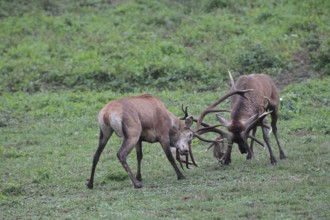 Red deer (Cervus elaphus) Deer fighting with each other during the rut, Western Hungary, Hungary,