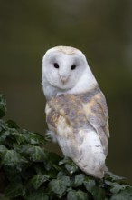 Barn owl (Tyto alba) adult bird on a tree branch, England, United Kingdom, Captive, Europe