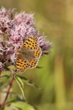 Queen of spain fritillary (Issoria lathonia), on common water aster (Asteraceae), Wilnsdorf, North