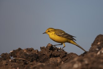 Yellow wagtail (Motacilla flava) adult bird on a farmland soil heap, Suffolk, England, United