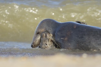 Grey (Halichoerus grypus) seal two adult animals playing in the surf of the sea, Norfolk, England,