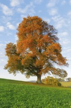 Lime tree, Zurich Oberland, Bern, Switzerland, Europe