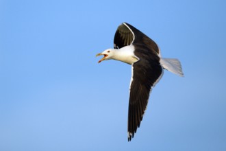 Great Black-backed Gull (Larus marinus), Texel, Netherlands