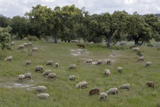 Domestic sheep on pasture, Extremadura, sheep, sheep, Spain, Europe