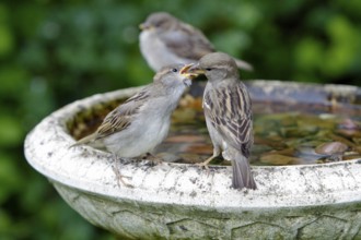 House Sparrow (Passer domesticus) feeding young, Lower Saxony, Germany, Europe