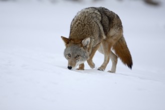 Coyote (Canis latrans)