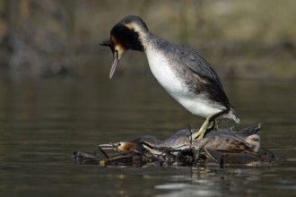 Great Crested Grebes (Podiceps cristatus), pair, mating, Lower Saxony, Great crested grebe pair,