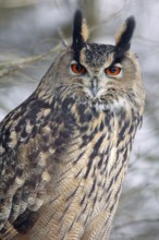 Eurasian Eagle Owl (Bubo bubo)