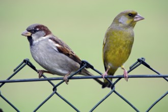 House Sparrow (Passer domesticus) and Greenfinch (Carduelis chloris) on garden fence, Lower Saxony,