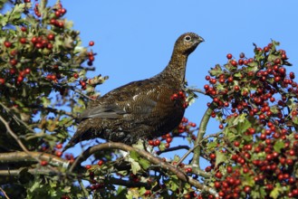 Red Grouse (Lagopus lagopus scoticus), Northumberland, England, Willow Grouse