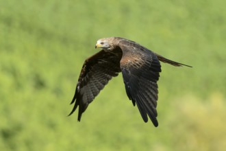 Red Kite (Milvus milvus)