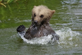 European Brown bear (Ursus arctos), young, splashing around