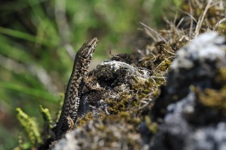 Common common wall lizard (Podarcis muralis) on rocks, La Brenne, France, Europe