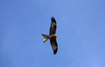 Red Kite, Red Kites (Milvus milvus), red kite, Red Kites, Forked Harrier, Forked Harriers, Kite,