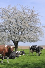 Cows (Bos taurus) resting in orchard with cherry trees blossoming (Prunus avium) (Cerasus avium),