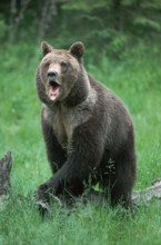 Grizzly bear (Ursus arctos horribilis)