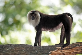 Lion-tailed macaque (Macaca silenus), page